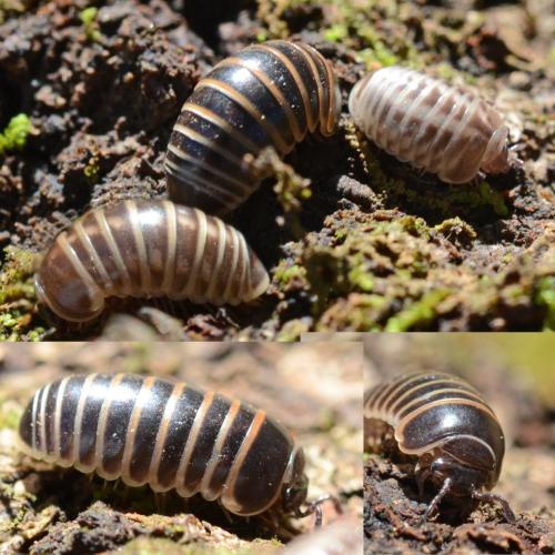 Glomeris marginata